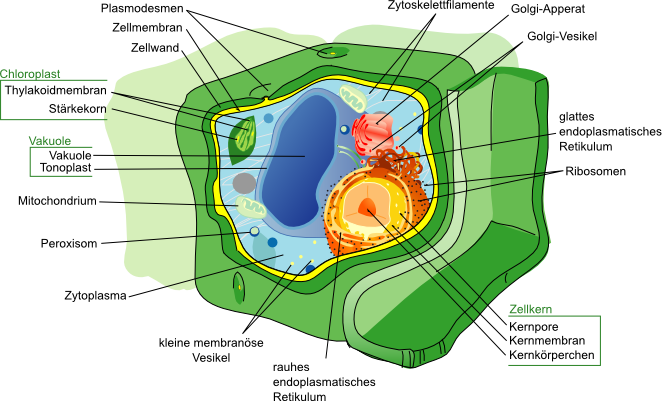 Pflanzliche Zelle (Eukaryotische Zelle)