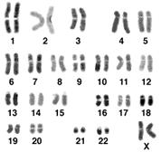 Und karyogramm unterschied mann frau Chromosomenanalysen