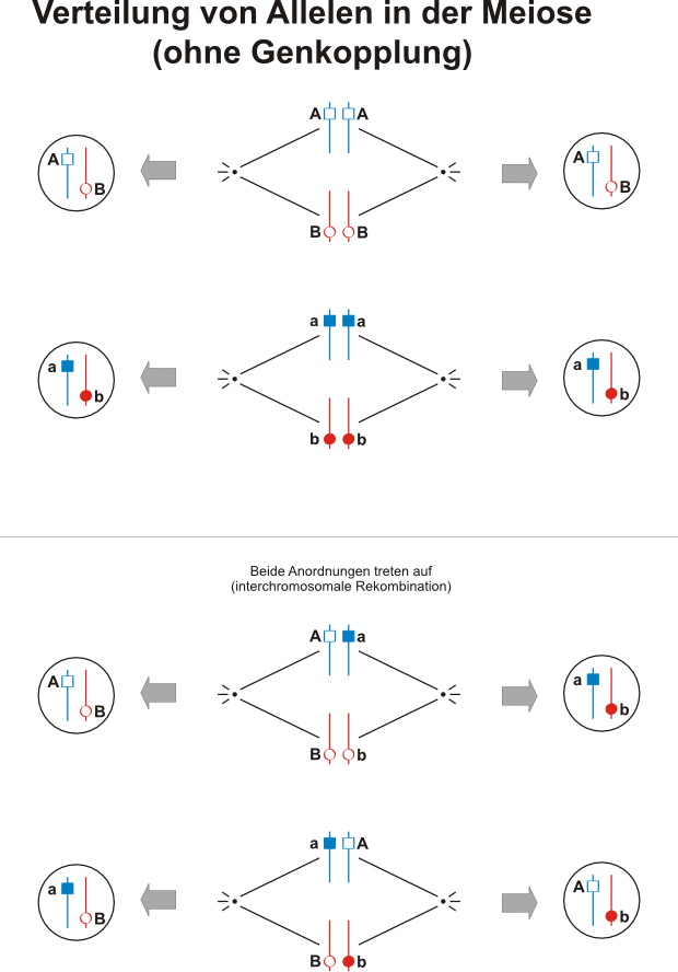 Verteilung von Allelen ohne Genkopplung