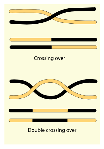 Double Crossing Over