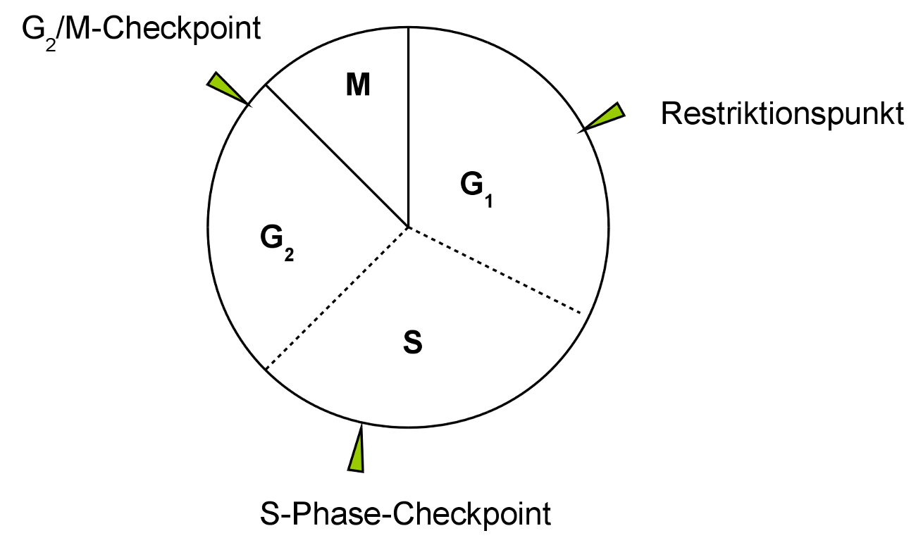 Zellzyklus in der Übersicht