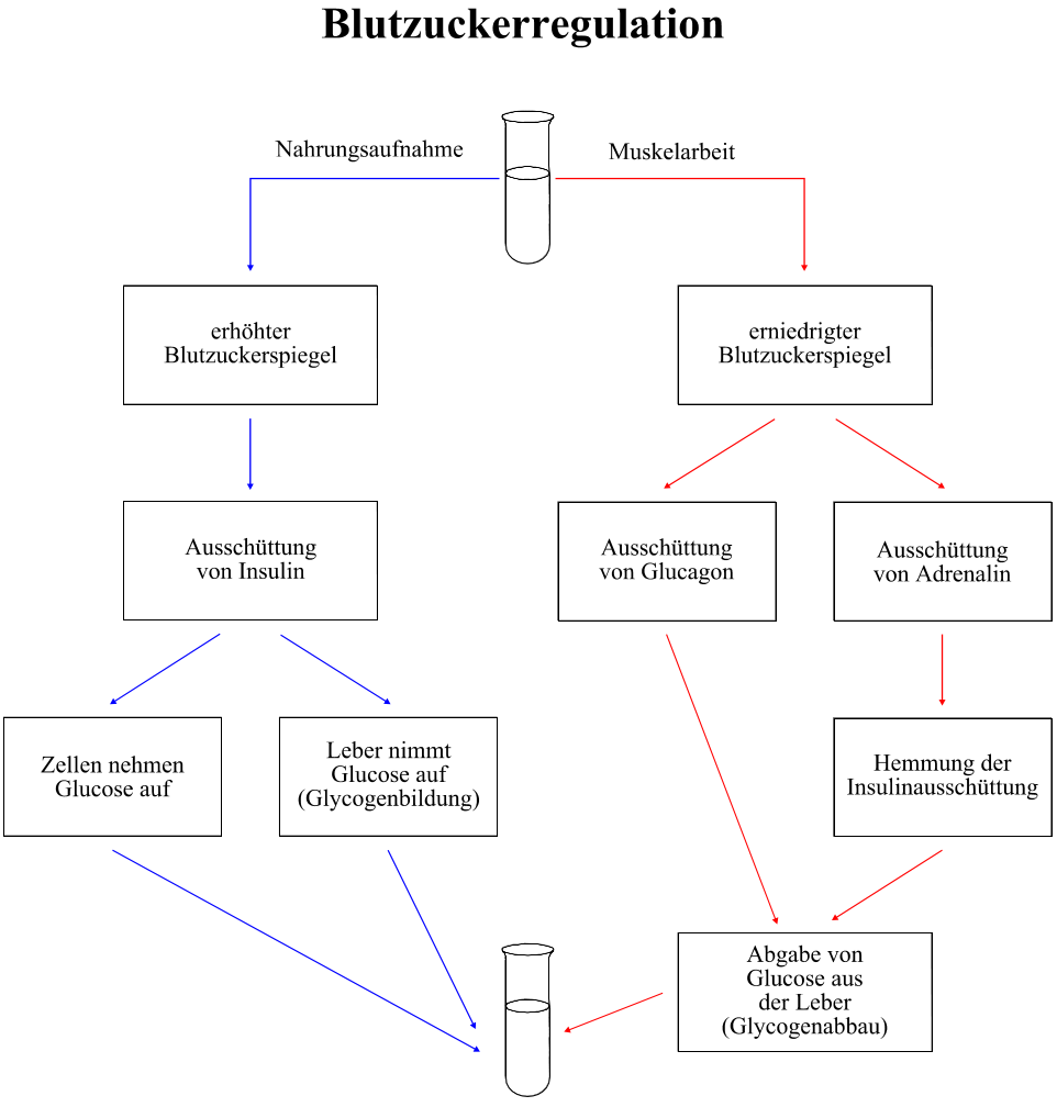 Blutzuckerregulation: Insulin, Adrenalin, Glucagon - Glucoseabbau in der Leber