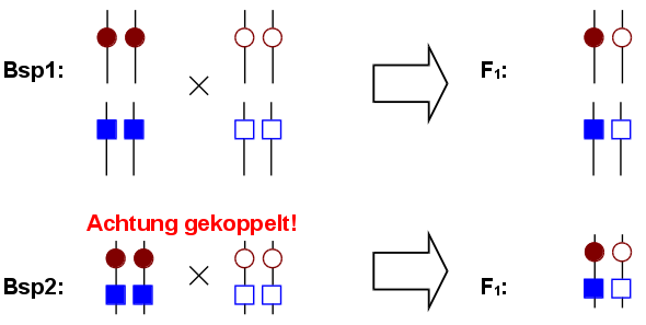 Genkopplung