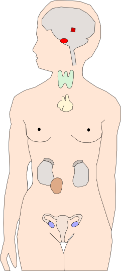 Die Hormondrüsen des Menschen