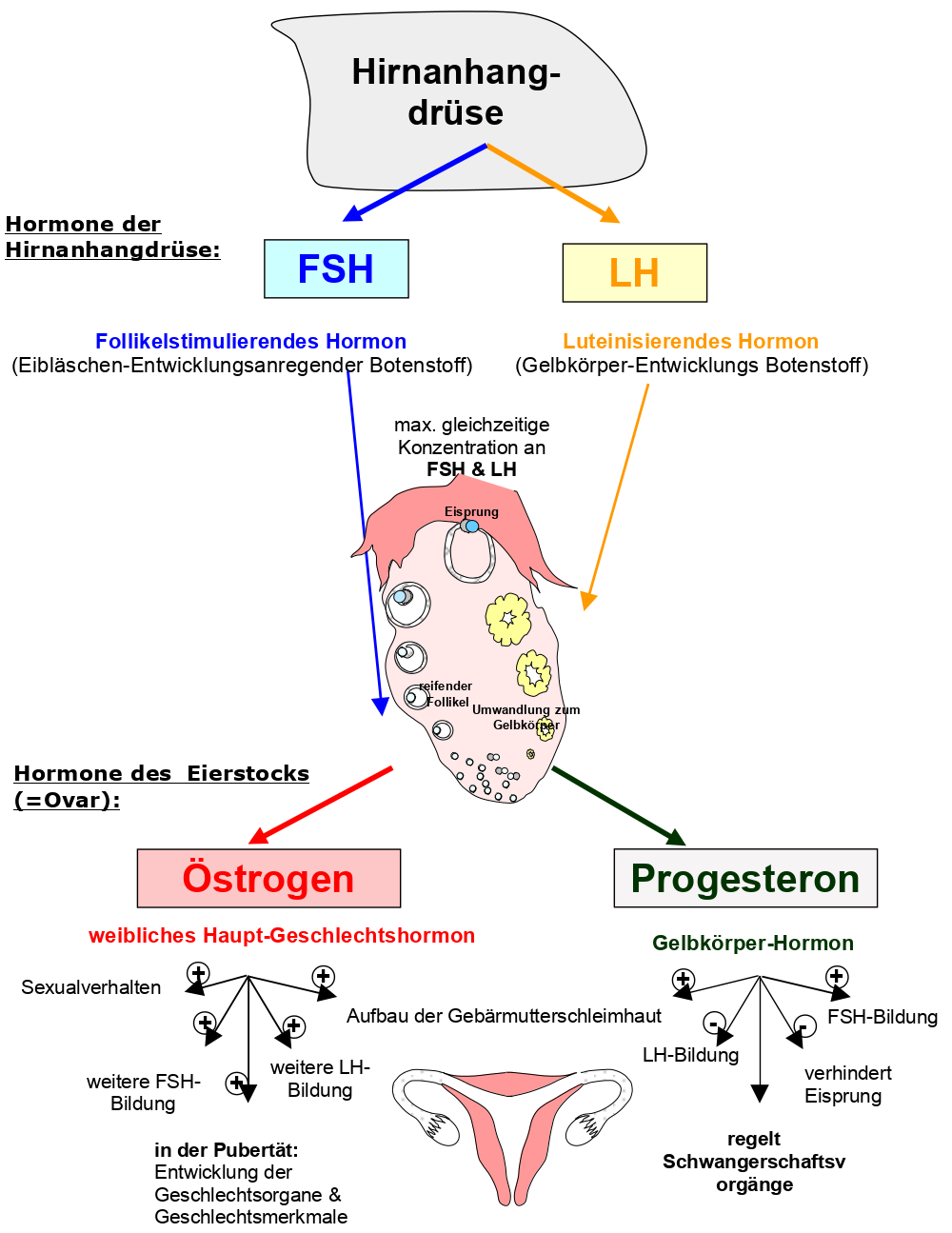 Hormone des Menstruationszyklus in der Übersicht