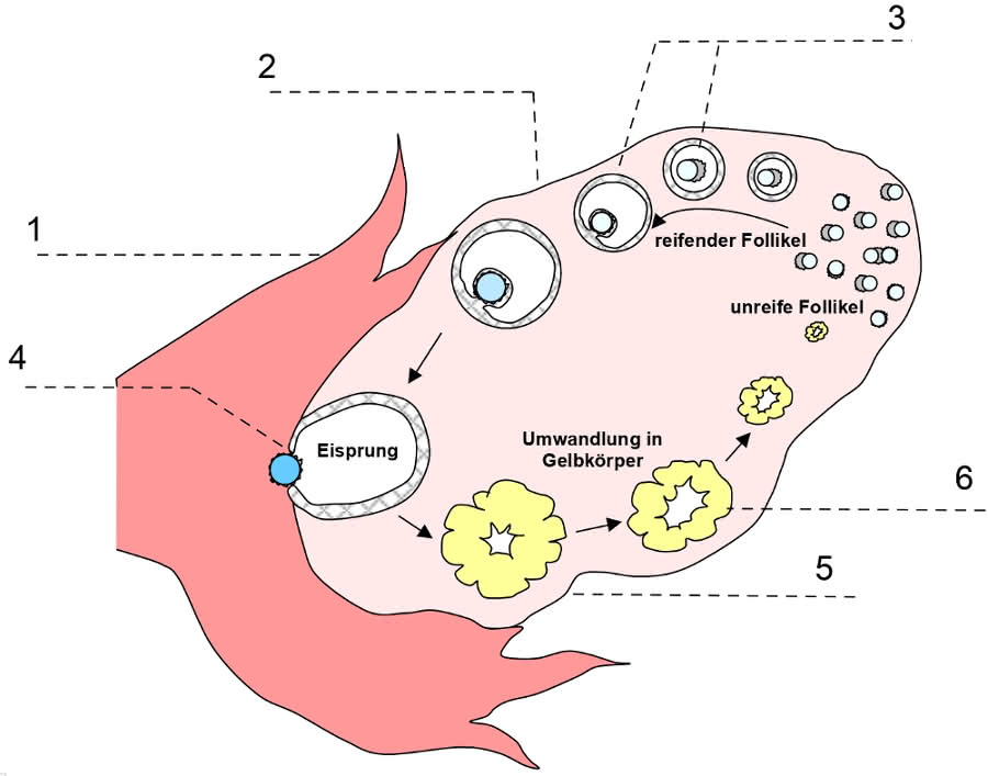 Produktion von Eizellen im Eierstock (Skizze)