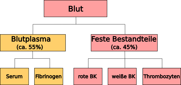 Übersicht über die Blutbestandteile