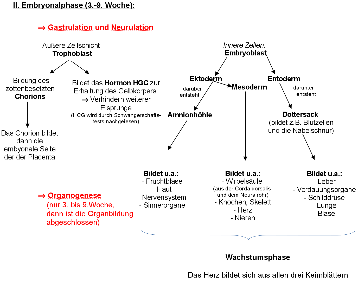 Embryonalphase, Gastrulation, Organogenese