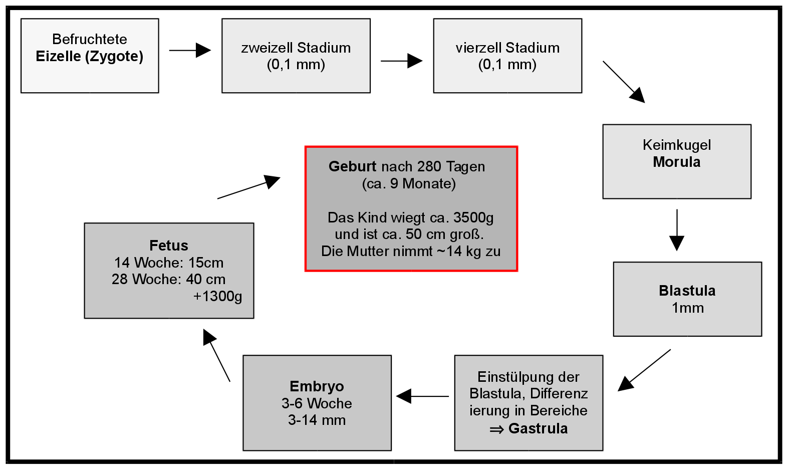 Entwicklungsphasen bis zur Geburt