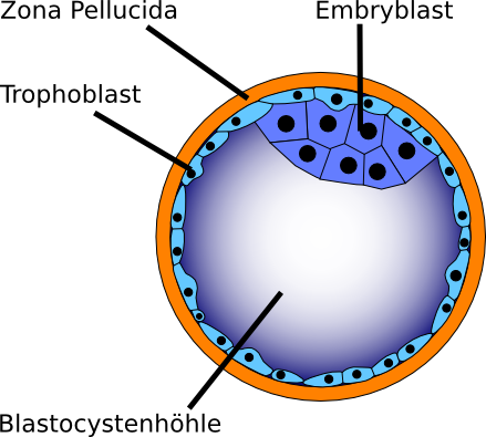 Blastocyste