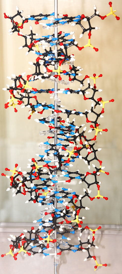 DNA-Modell (Foto)