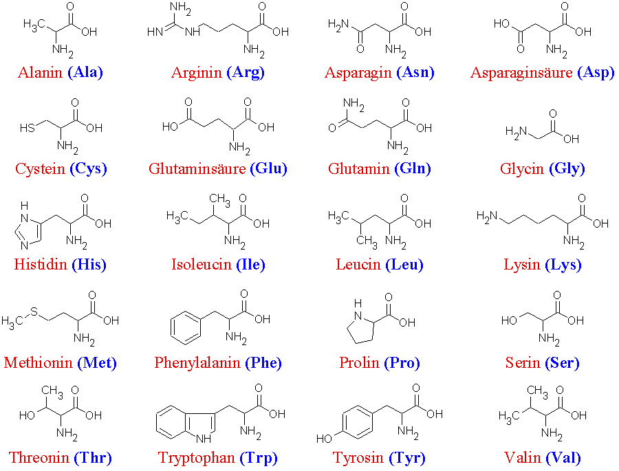 Übersicht über die im Menschen vorkommenden Aminosäuren
