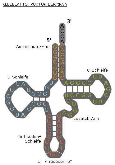 Sekundärstruktur der t-RNA