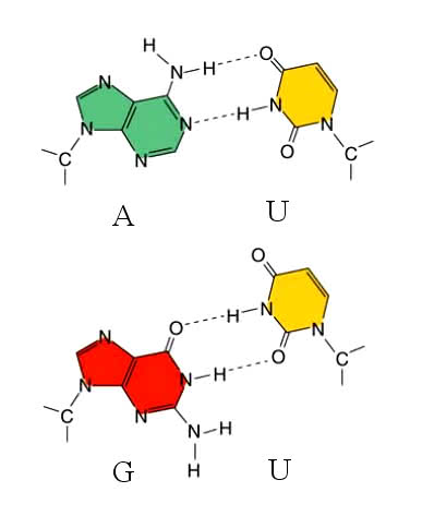 Verknüpfung von Purinbase und Pyrimidinbase über WBB