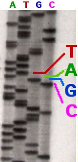 DNA Sequenzierung nach Sanger