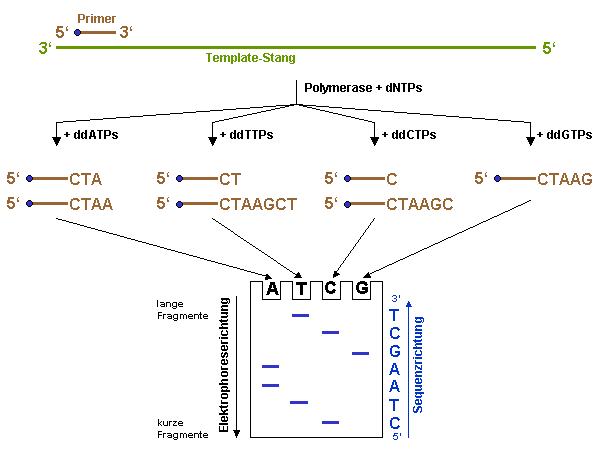 DNA Sequenzierung