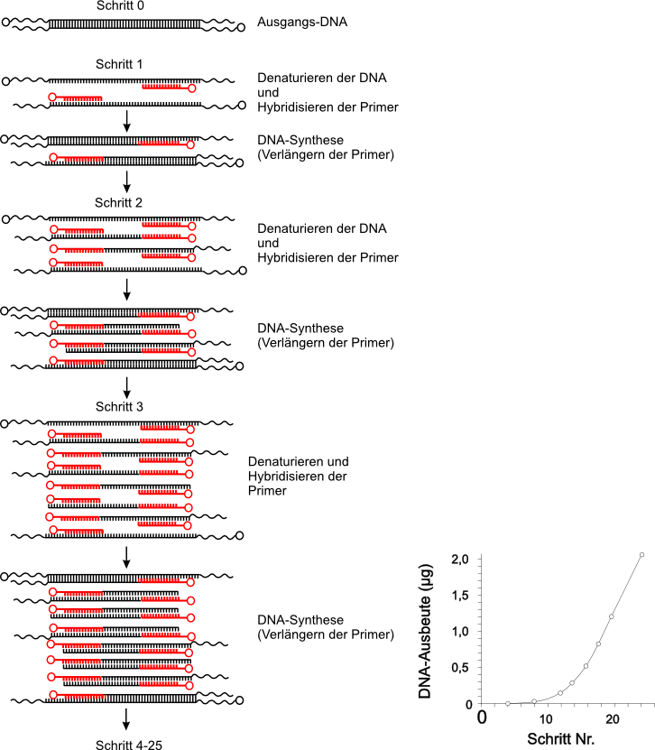 Ablauf der PCR (Skizze)