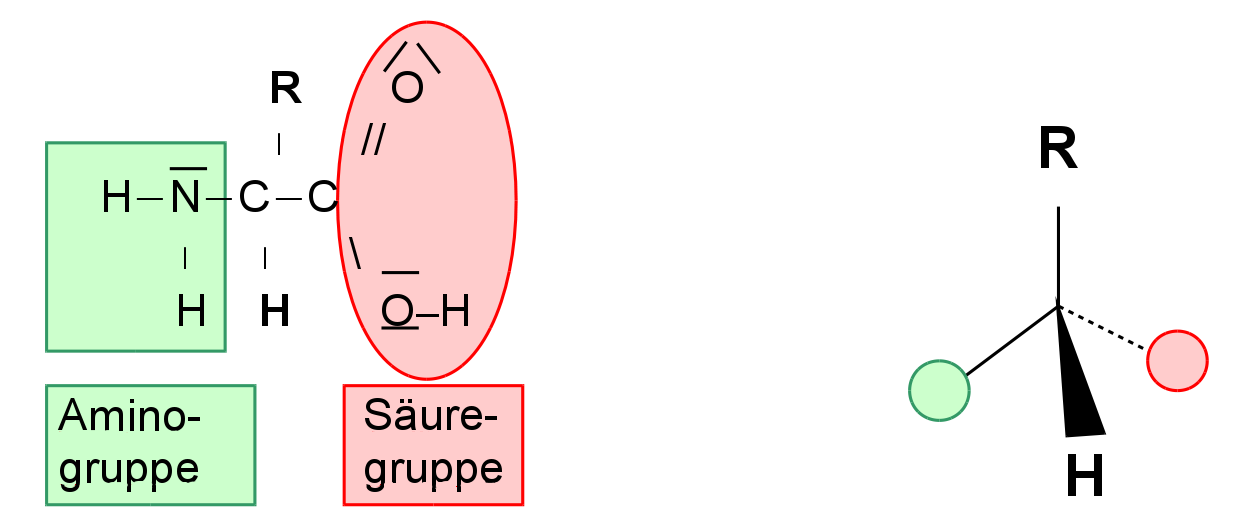 Aufbau einer Aminosäure