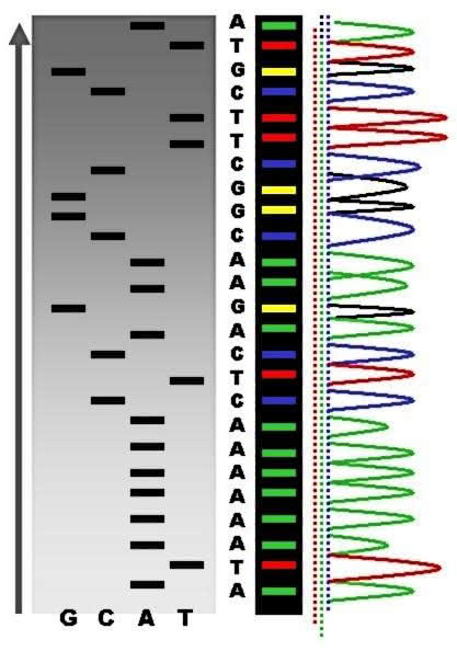 DNA Sequenzierung - Laborergebnis