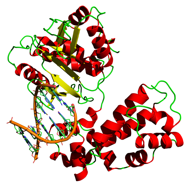 DNA Polymerase - Molekülstruktur, Tertiärstruktur eines Proteins