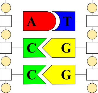 Basenpaarung der DNA