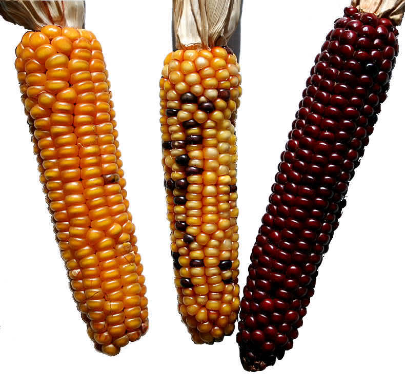 Transposons bei Zea mays (Mais)