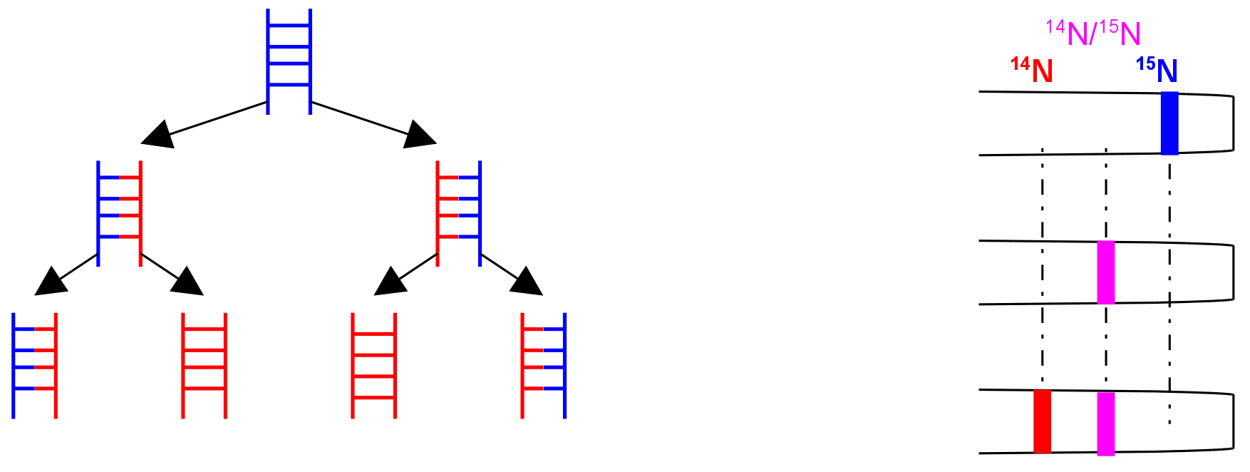 Ergebisse des Meselson Stahl Experiments