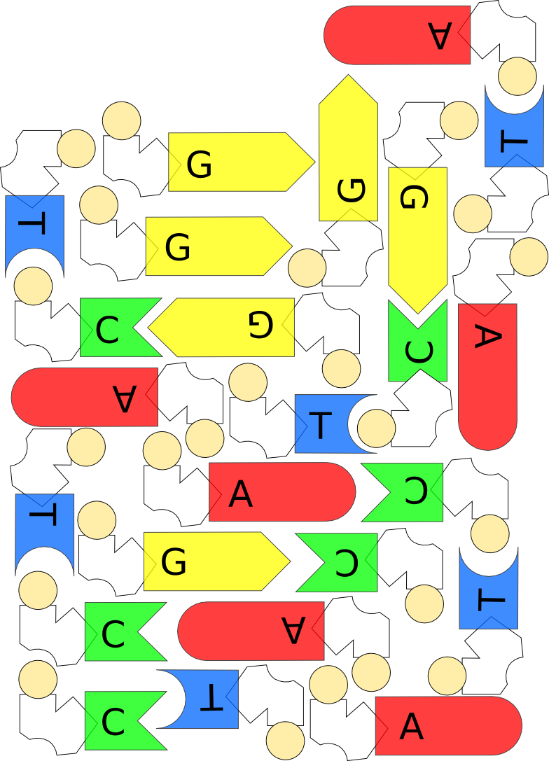DNA-Puzzle (Freiarbeit DNA & Vererbung))