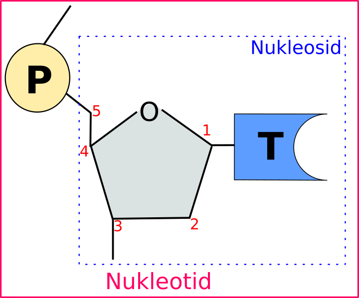Nucleosid & Nukleotid