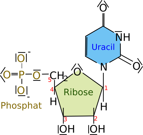 Thymidin-RNA-Nukleotid