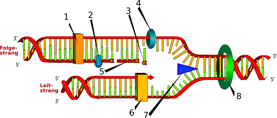 DNA Replikation - Lady Of Hats