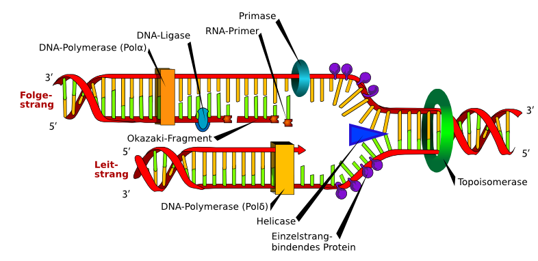 DNA Replikation, beschriftete Skizze