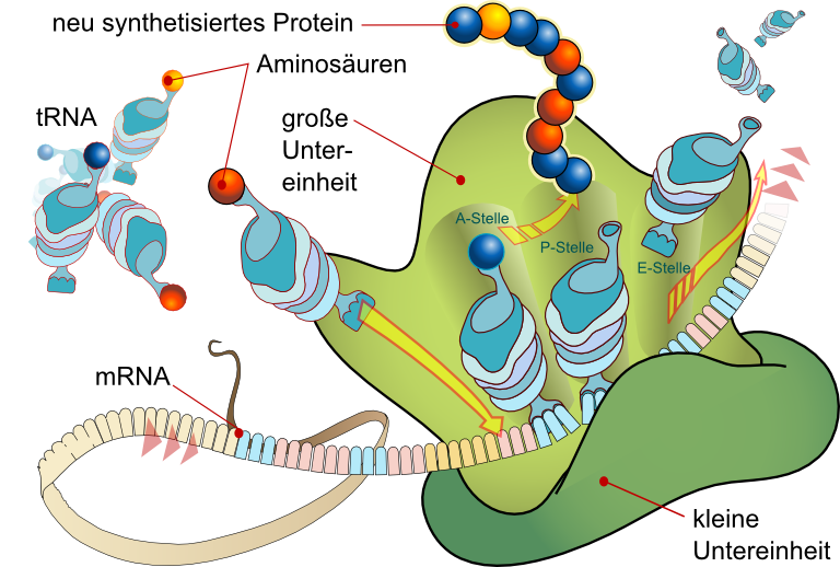 Proteinbiosynthese: Translation im Detail