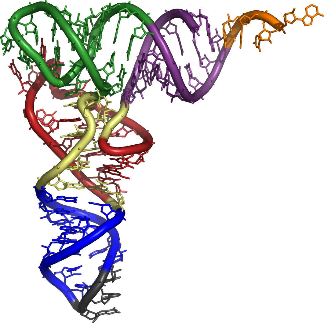 Tertiärstruktur der t-RNA