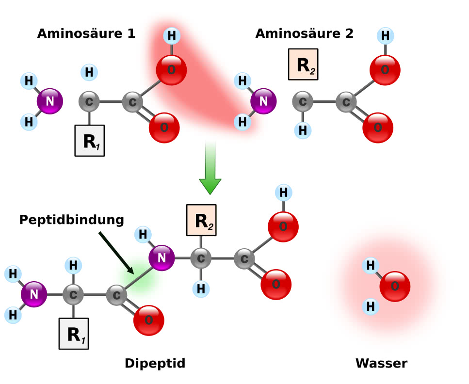 Die Peptidbindung