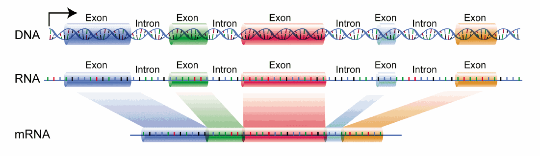 Proteinbiosynthese bei Eukaryoten: Reifung & Splicing