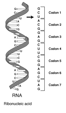 Übersetzung der mRNA in Triplettcodons