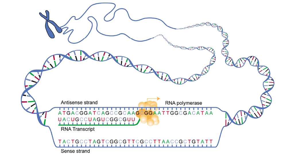 Prtoteinbiosynthese - Transkription