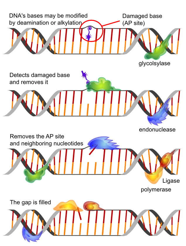 DNA Reparatur