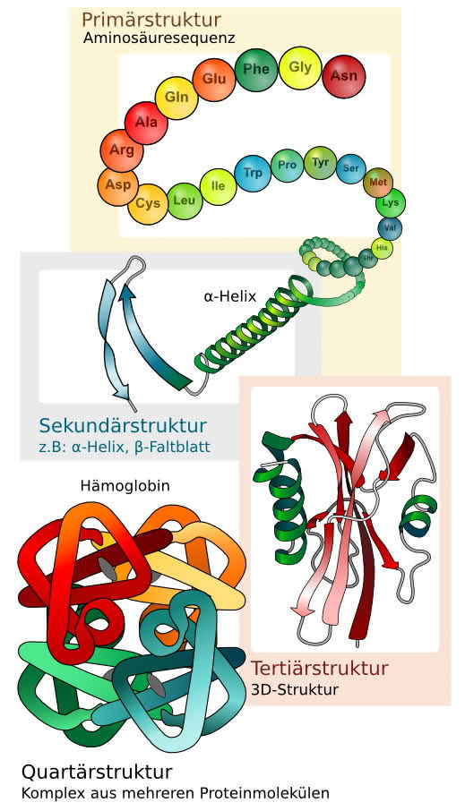 Proteinstrukturen - primärstruktur, Sekundärstruktur, Tertiärstruktur, Quartärstruktur