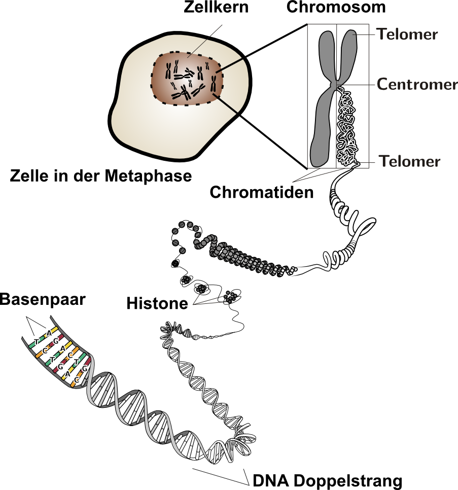 dreifache Spiralisierung der CHromosomen - Feinbau der CHromosomen