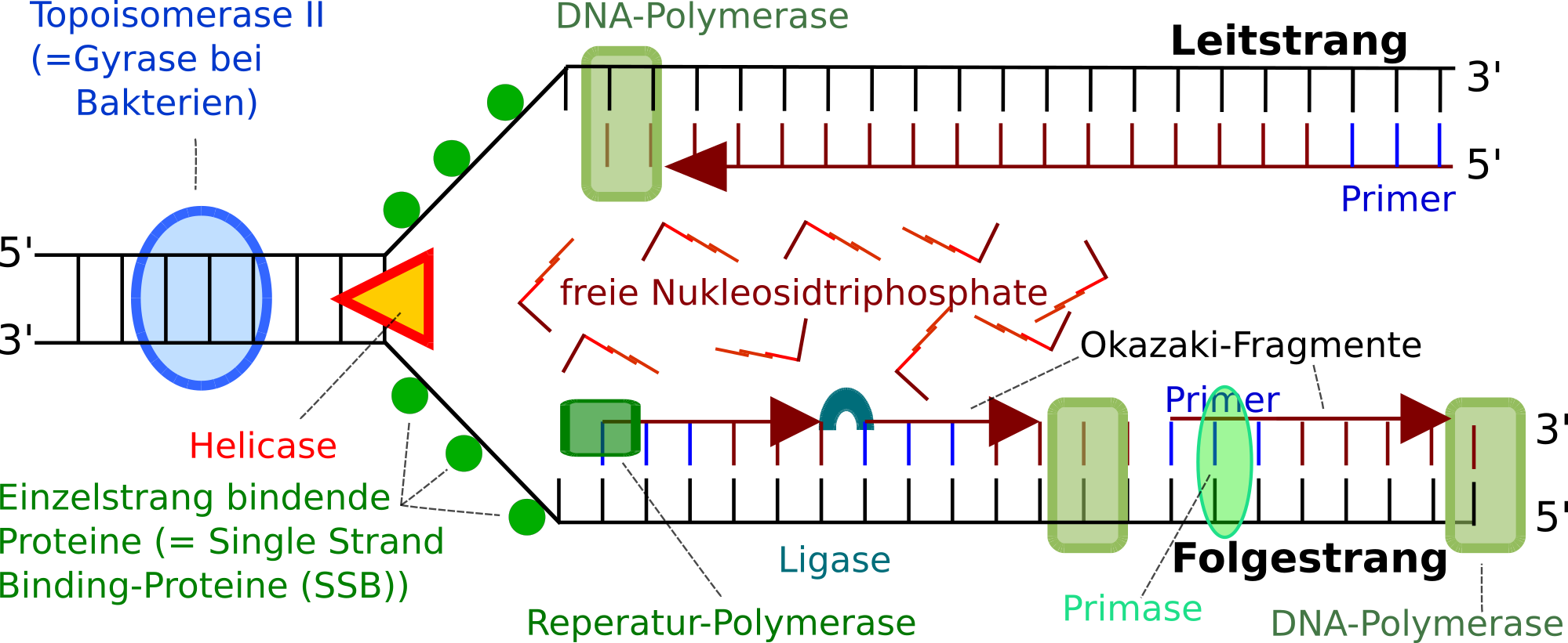 DNA- Replikation im Schema