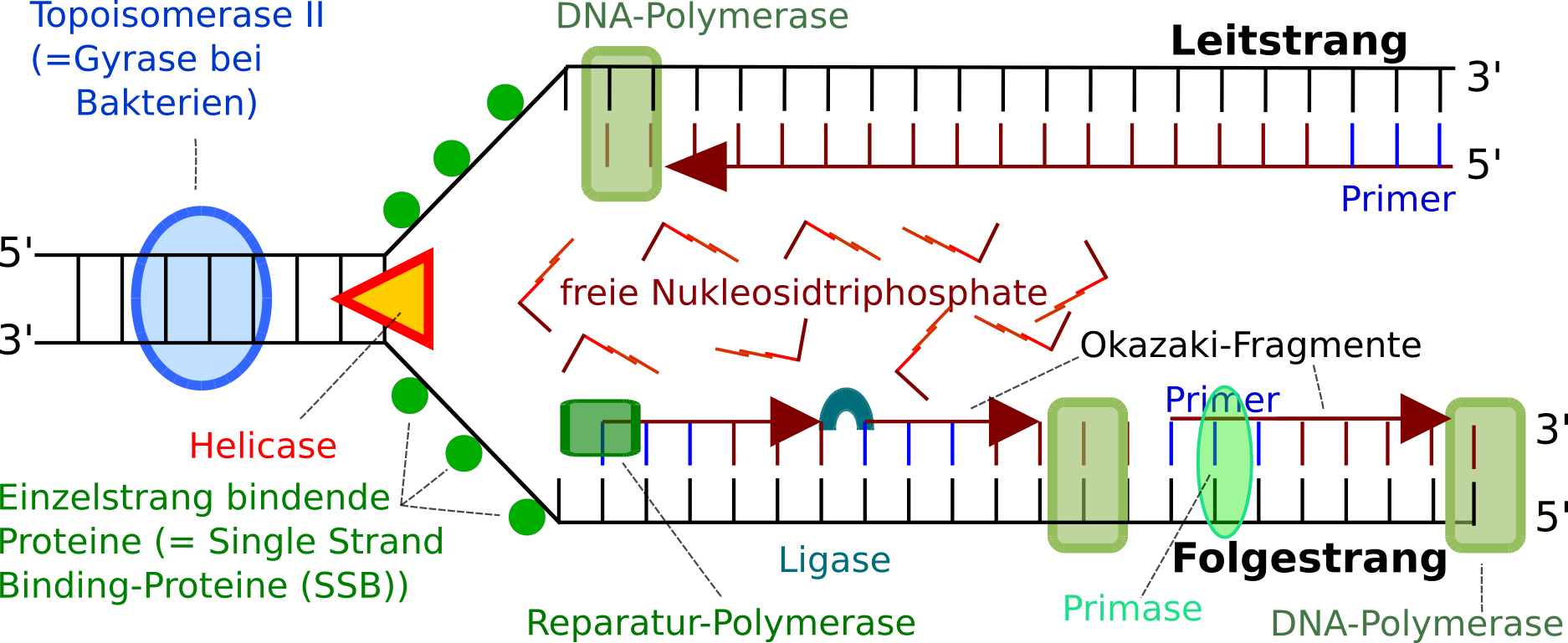 DNA- Replikation im Schema