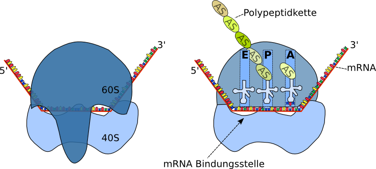 allosterische Dreistellenmodell der Translation und der Ribosomenfunktion