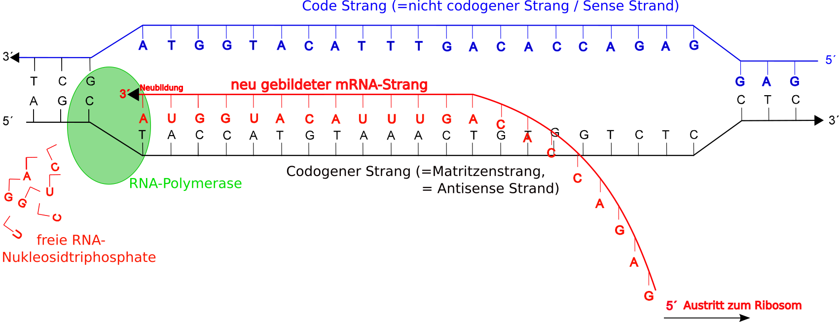 Darstellung der Transkription (Genexpression)