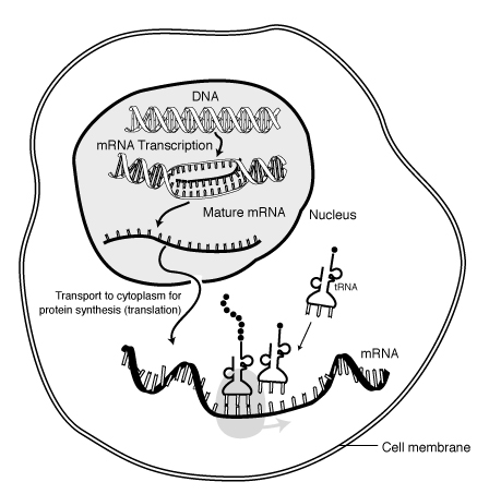 Übersicht der Proteinbiosynthese