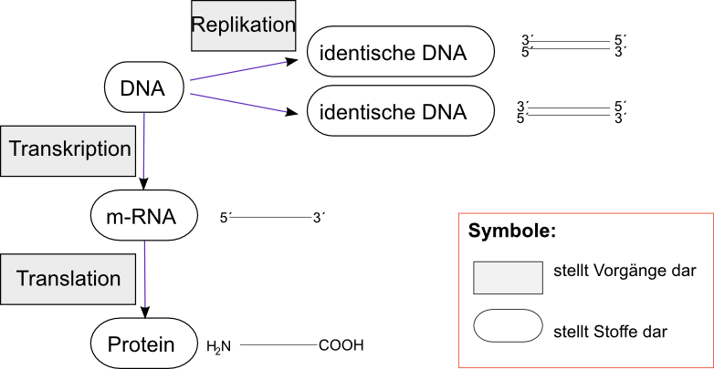 Zentrales Dogma der Genetik