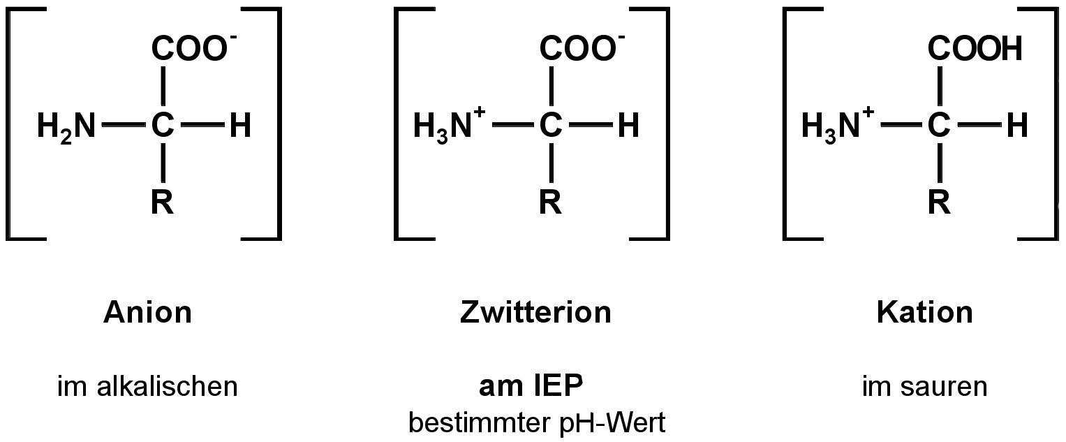 Aminosäuren sind Zwitterionen