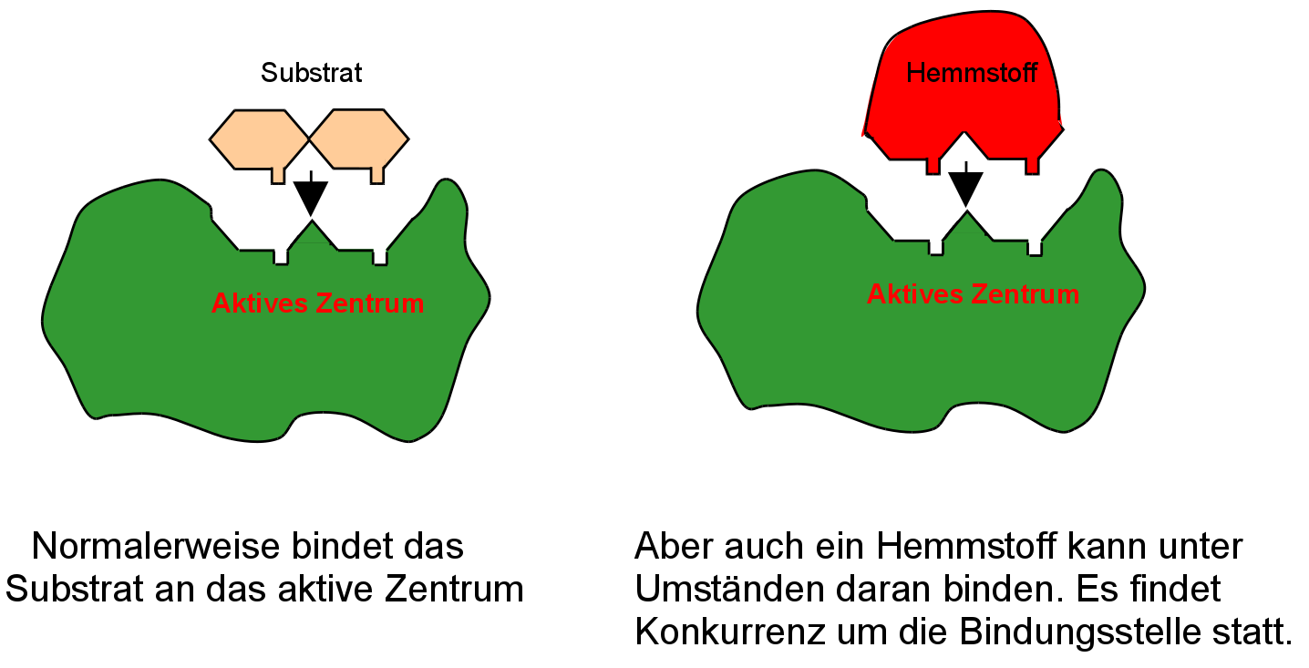 kompetetive Enzymhemmung