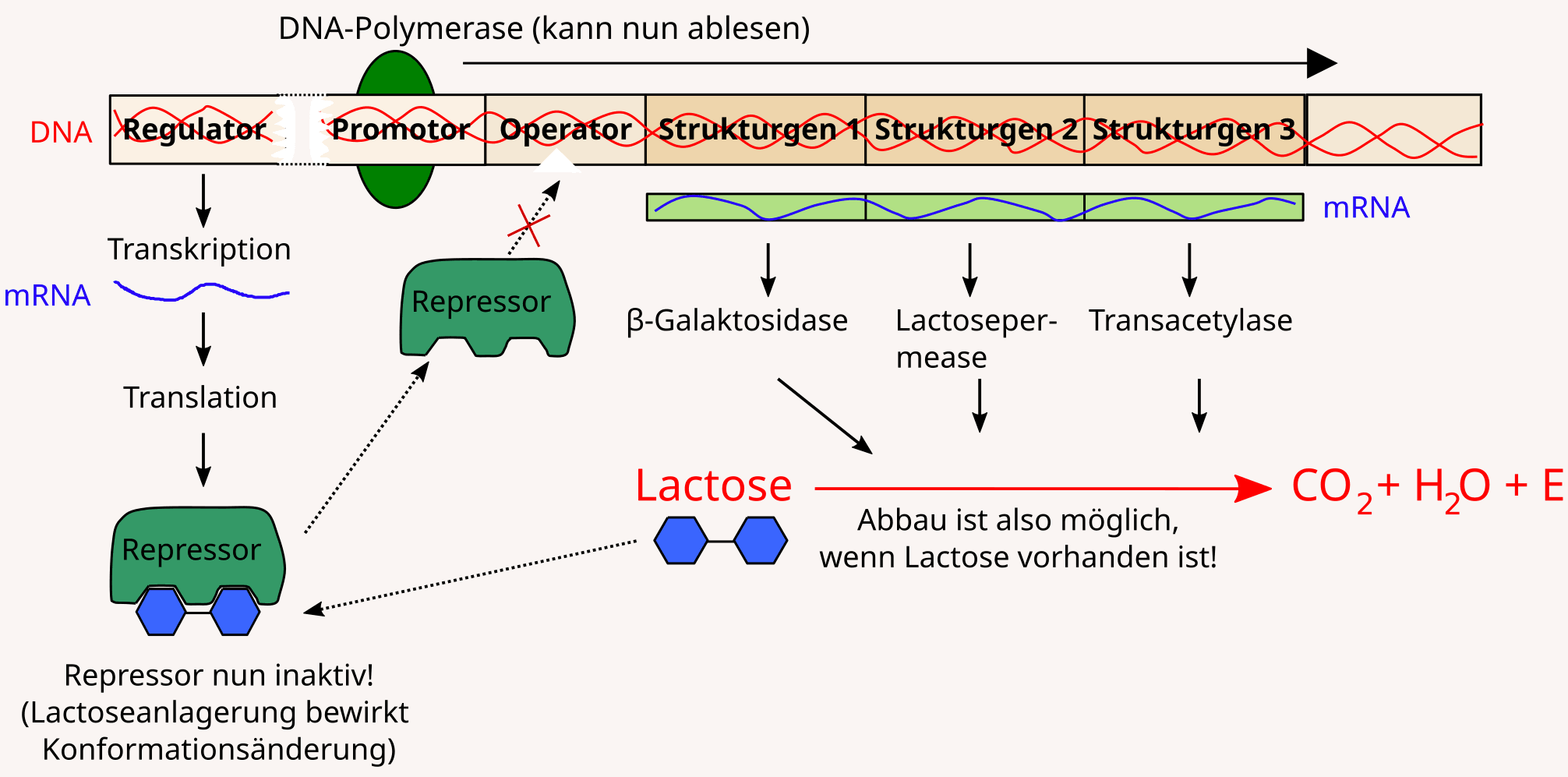 Lactose Operon - aktiv, Lactoseabbau